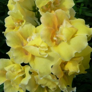 Antirrhinum majus double Twinny F1  Yellow (Львиный зев махровый)